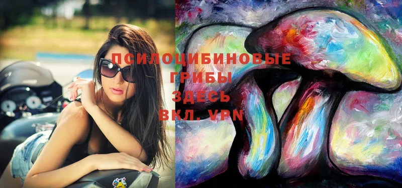 Галлюциногенные грибы Psilocybe  Аркадак 